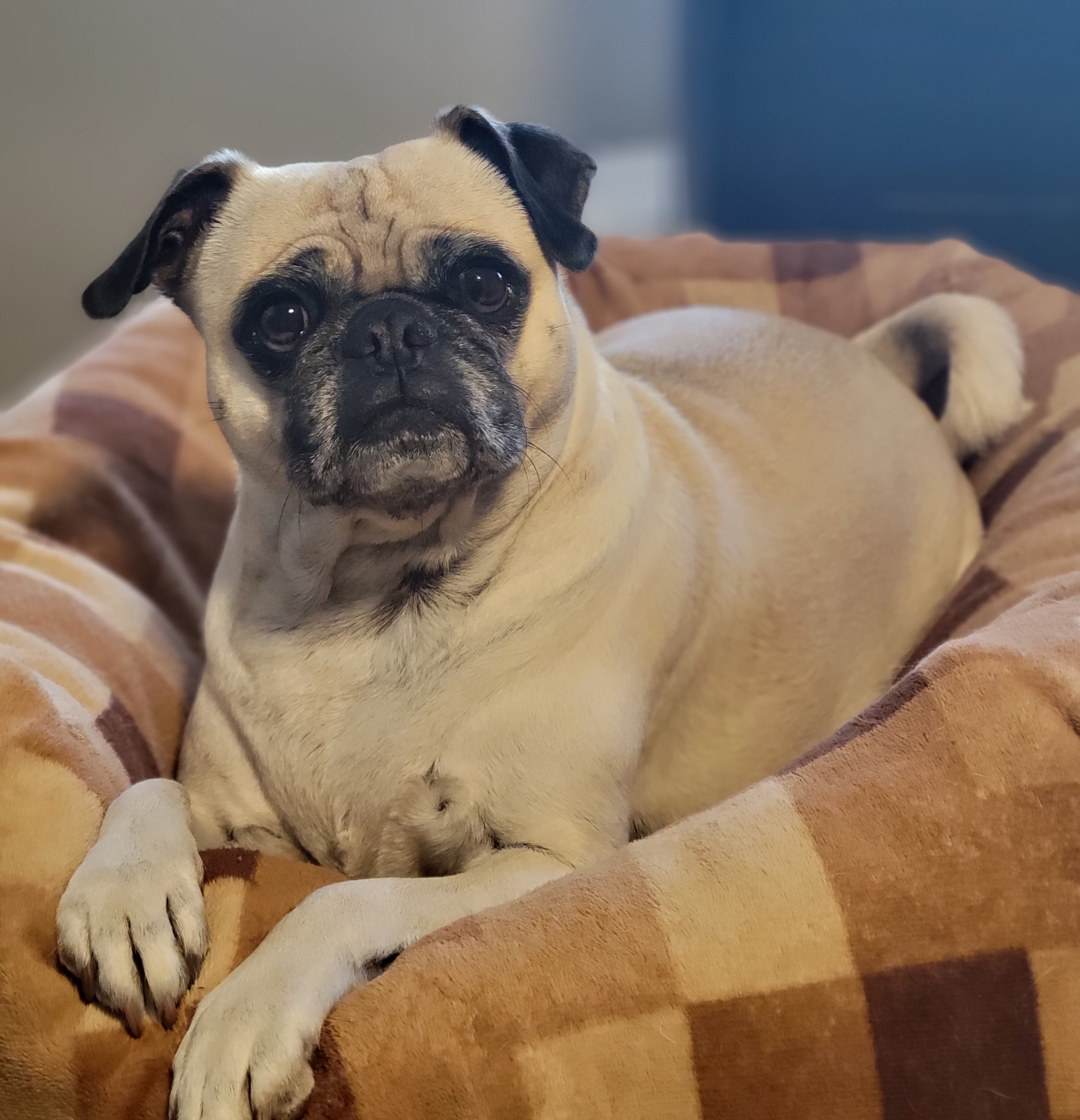 Portrait of Figgy the pug