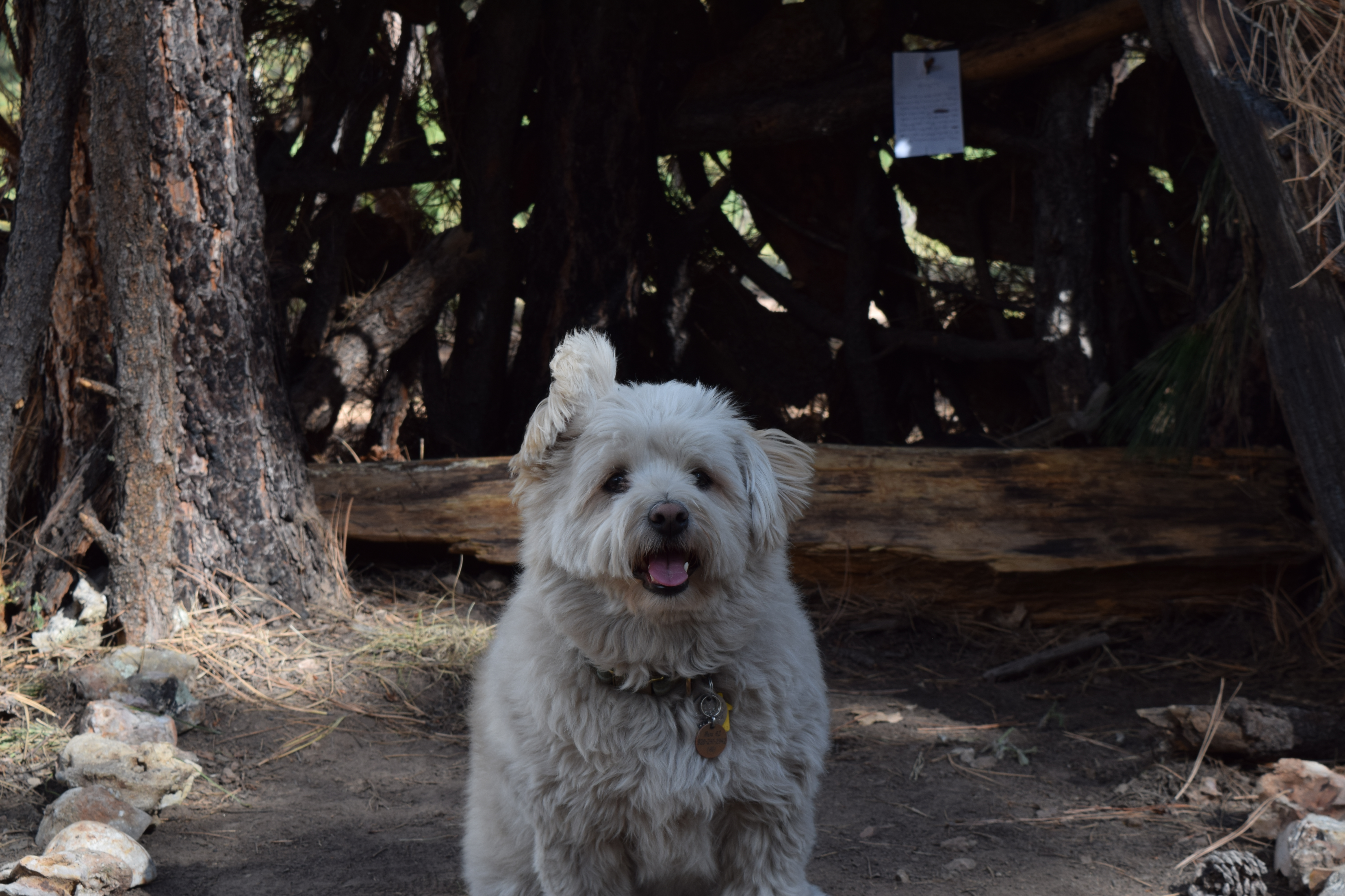 Portrait of Ollie