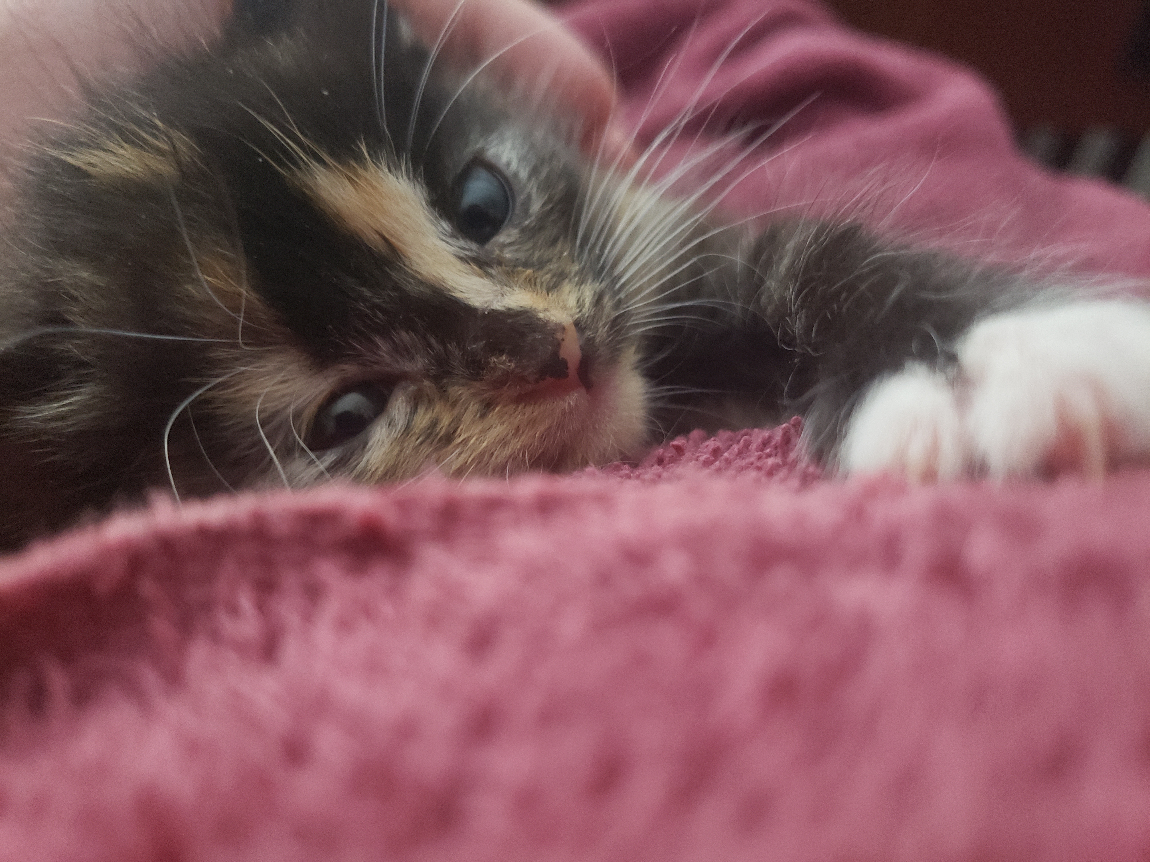 Portrait of Mouse the kitten