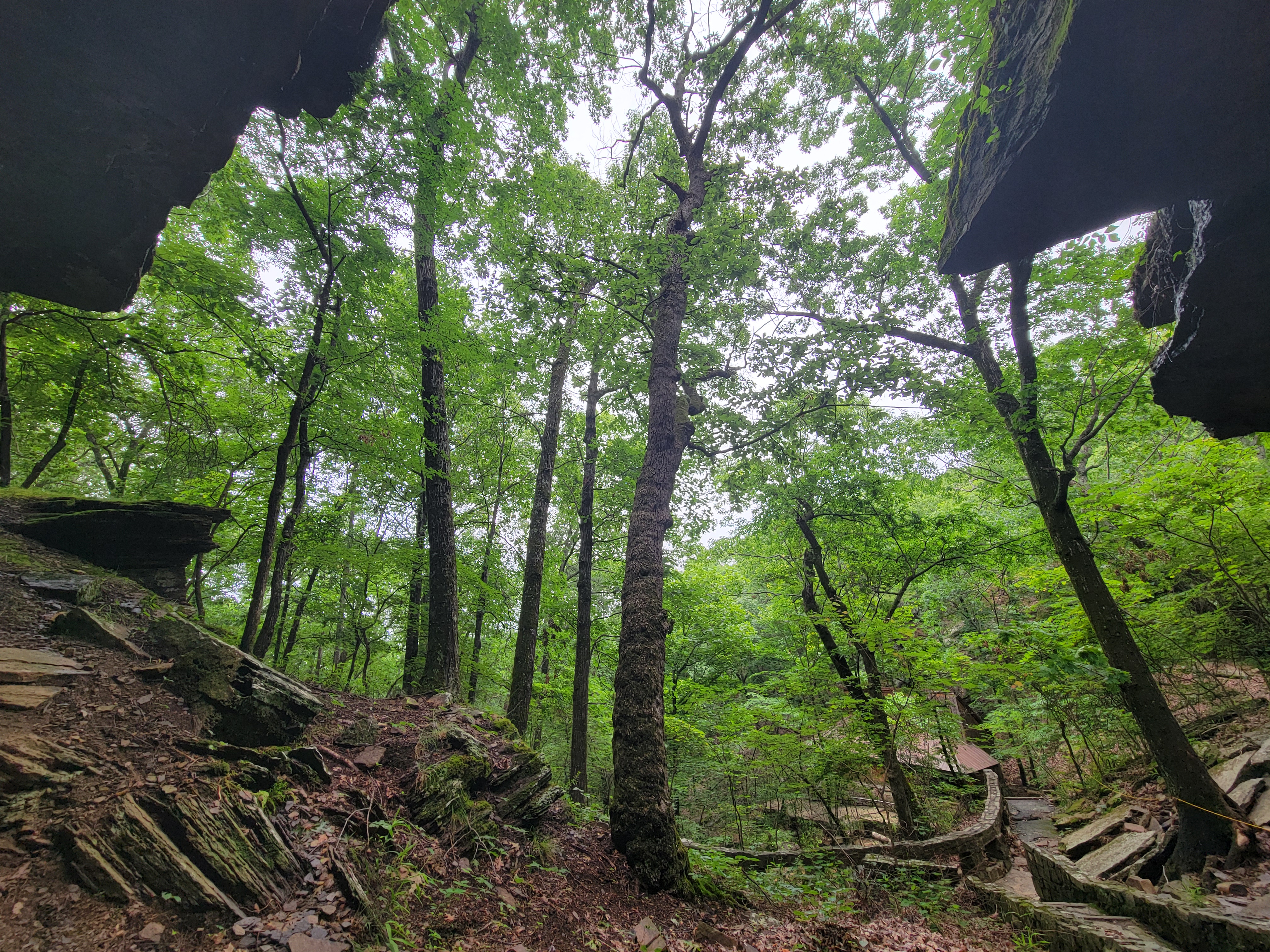 Forest path and trees