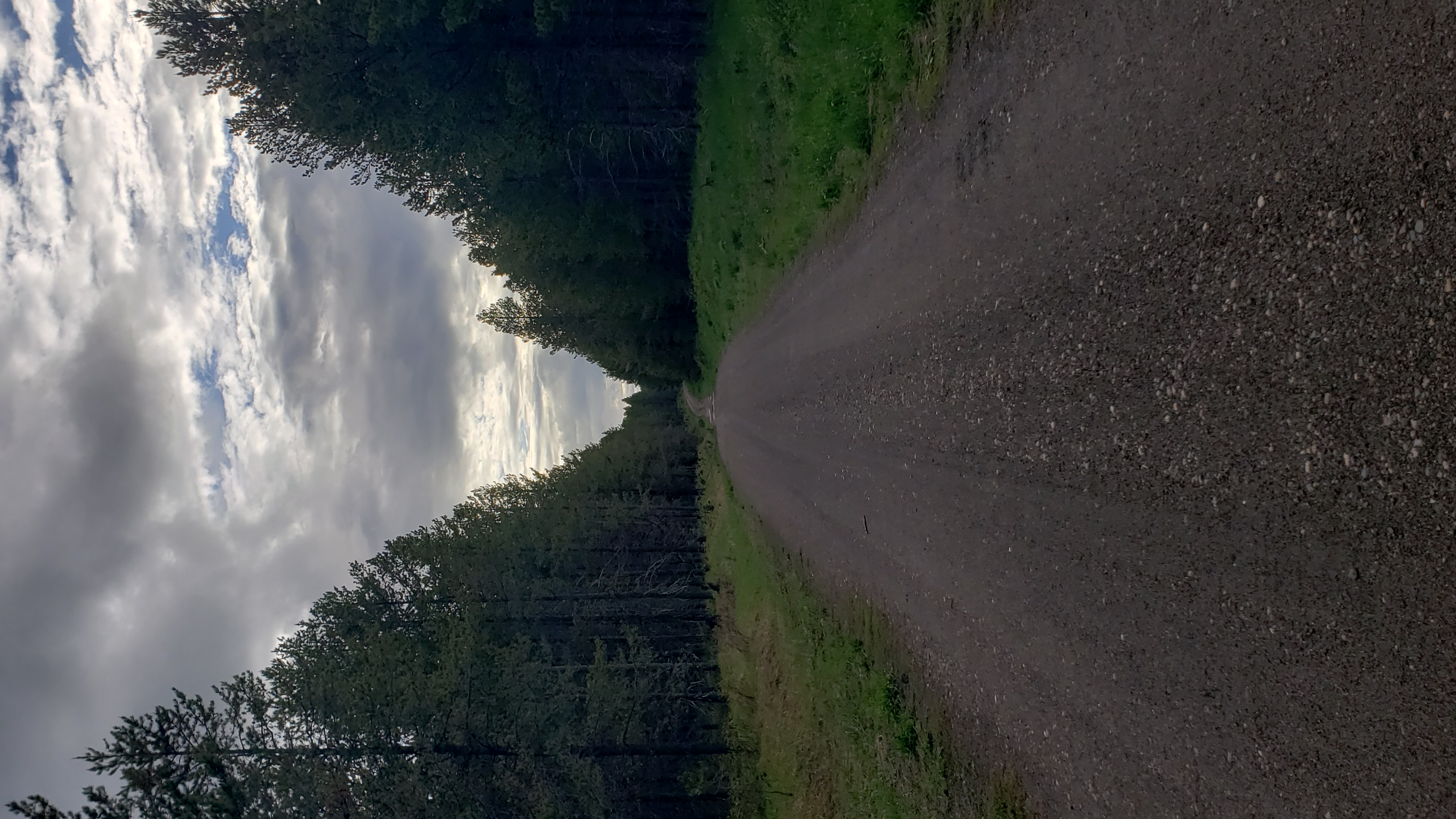Road through evergreen forest